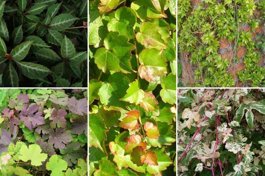 notre sélection de vigne vierge