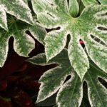 Nos conseils pour cultiver un Fatsia en pot à l'extérieur