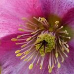 Pour un hiver coloré, optez pour les hellébores à fleurs roses !