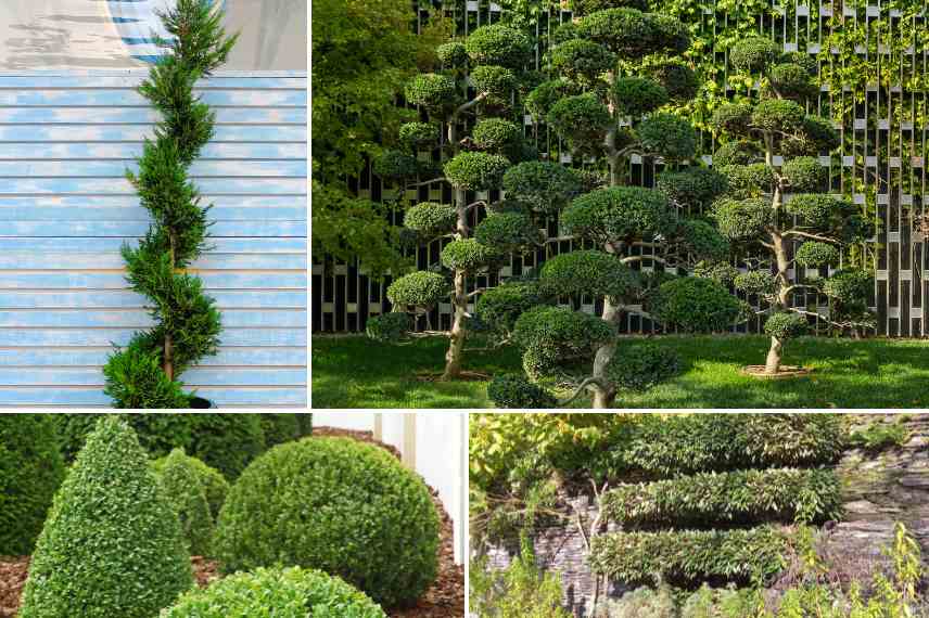 arbustes tailles niwaki nuage jardin contemporain