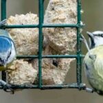 Planter des végétaux pour nourrir les oiseaux du jardin