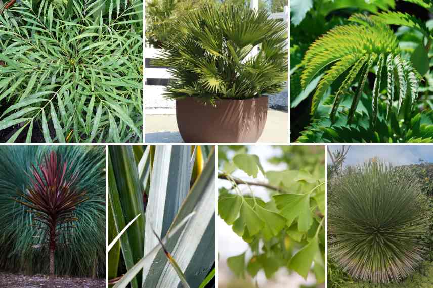 vegetaux originaux jardin contemporain plantes originales