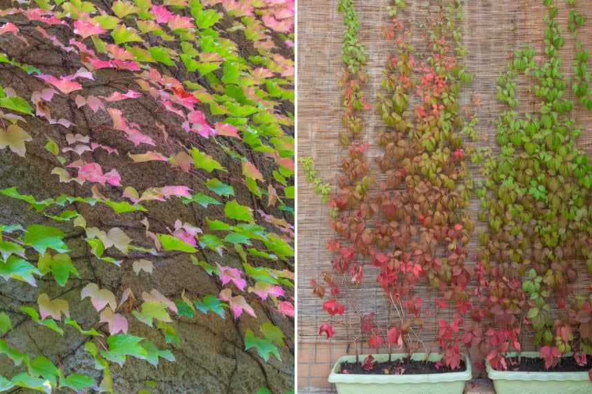 faire grimper une vigne vierge