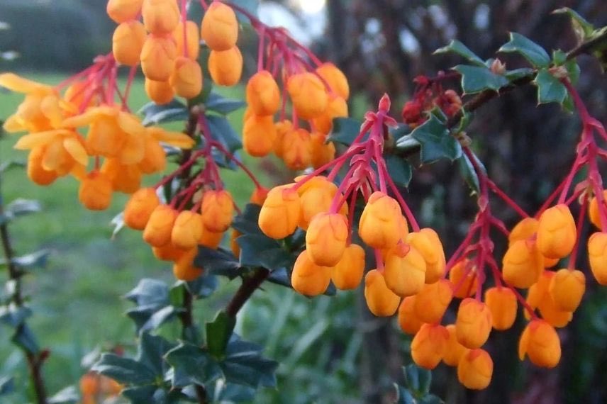 fleurs orange de berberis