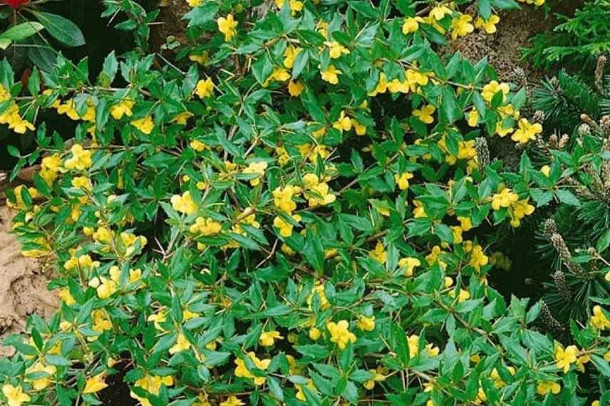 buisson fleuri de berberis