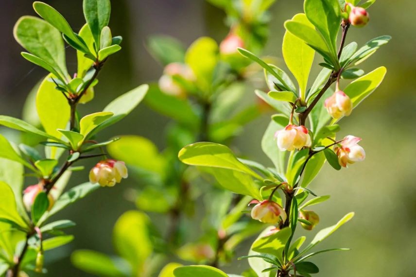feuillage vert d'épine vinette