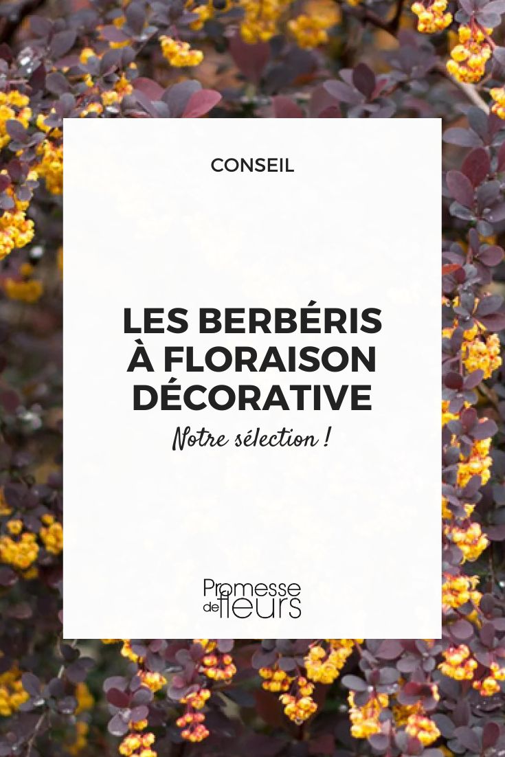 Berberis ottawensis ‘Superba'