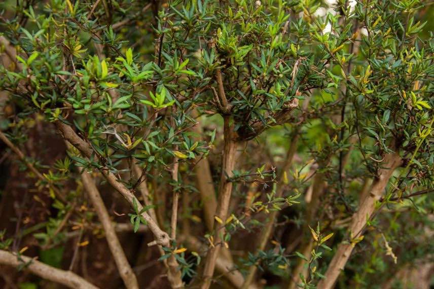berberis à feuillage étroit