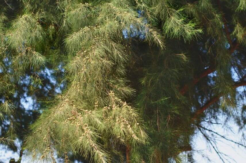 feuillage Casuarina equisetifolia