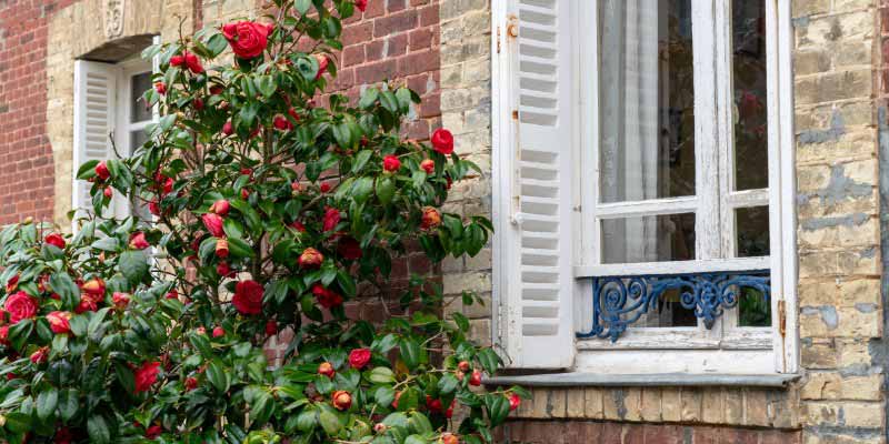 Tailler un Camelia pour le rajeunir