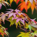 Tout savoir sur l'érable du Japon en 15 questions
