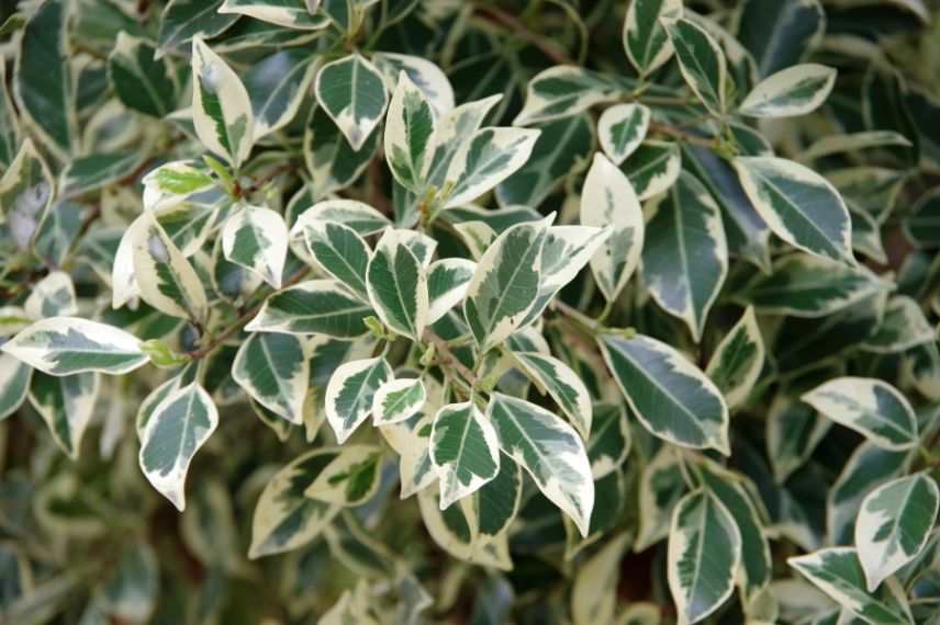 feuillage panaché de ficus benjamina