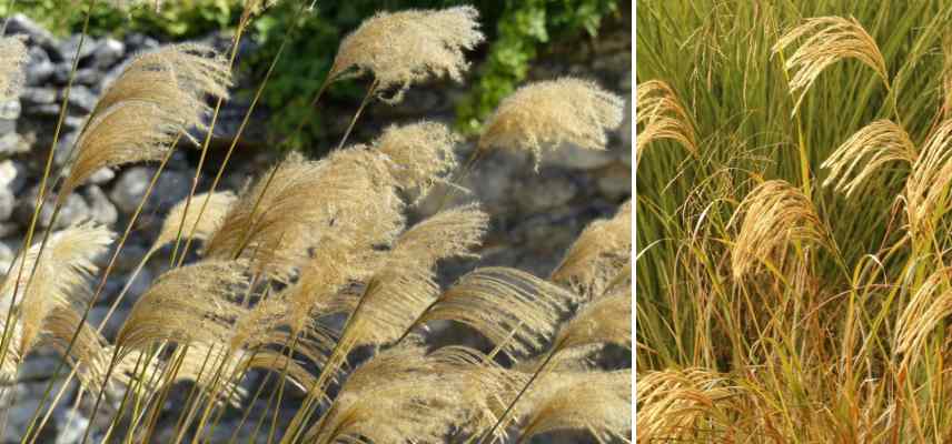 Miscanthus adapte pot