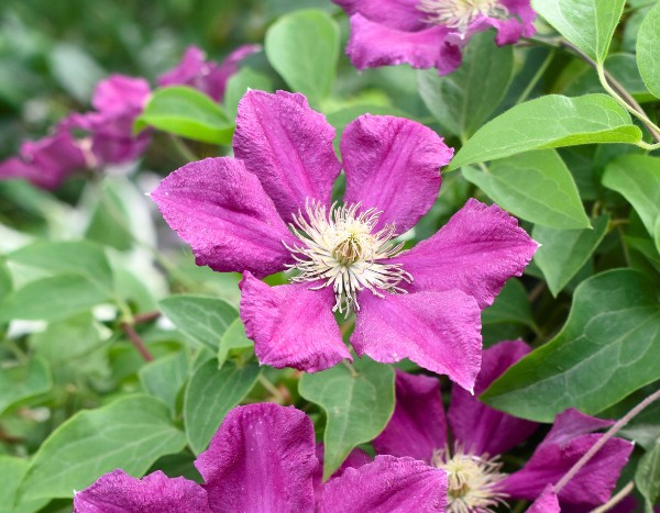 Comment multiplier les clématites facilement ?