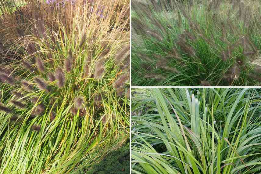 Pennisetum fonce