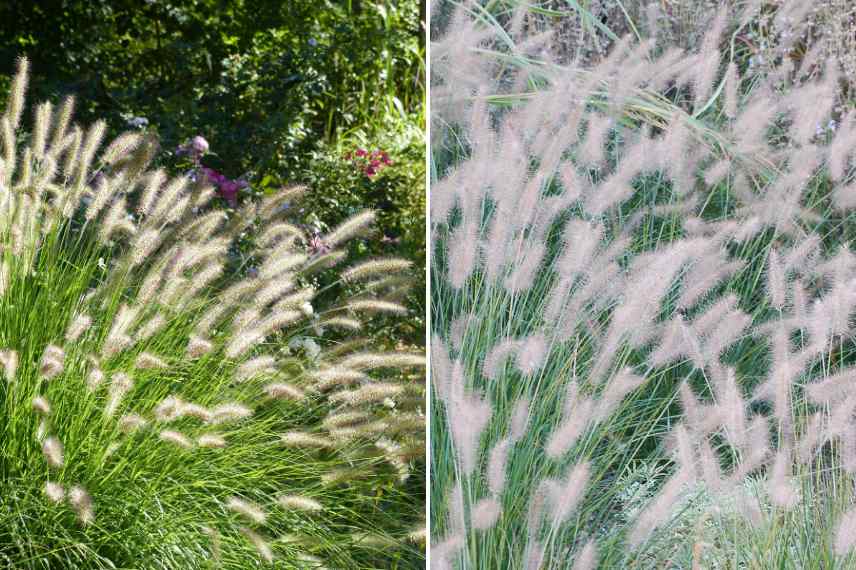 herbe aux ecouvillons Hameln