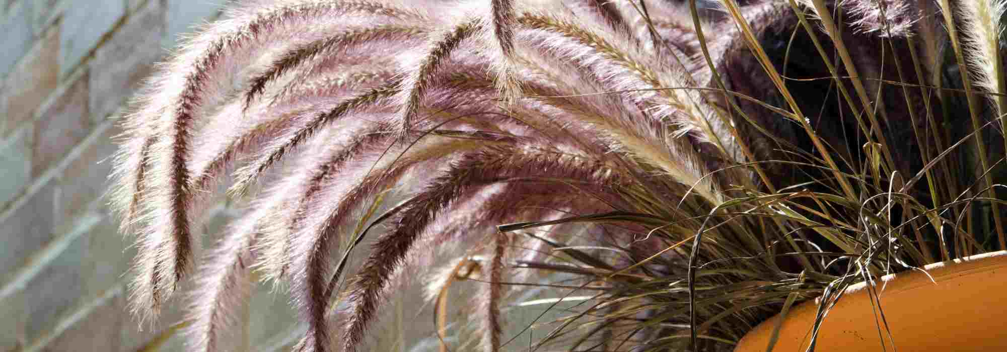 Pennisetum : les meilleures variétés pour pot