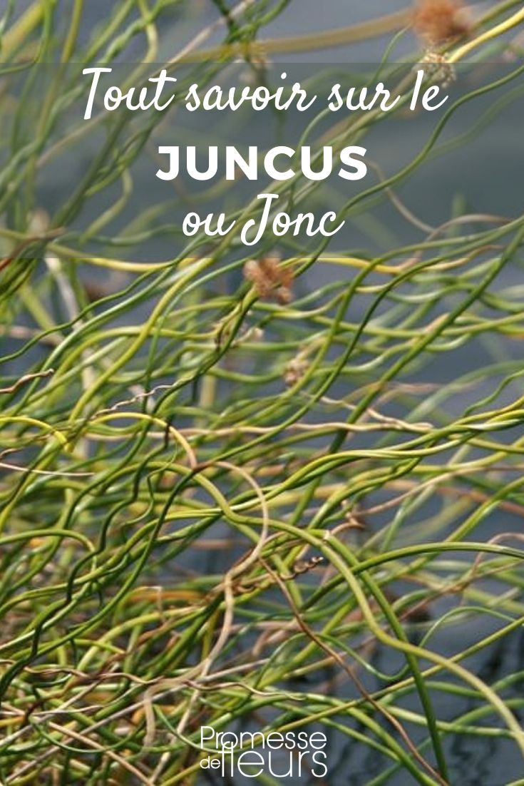 jonc