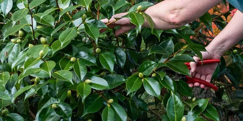Comment tailler et rajeunir un Camelia