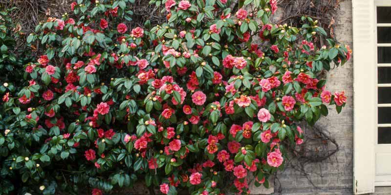 Un vieux camelia en fleurs