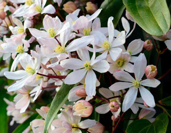 Comment tailler les clématites à floraison hivernale ?