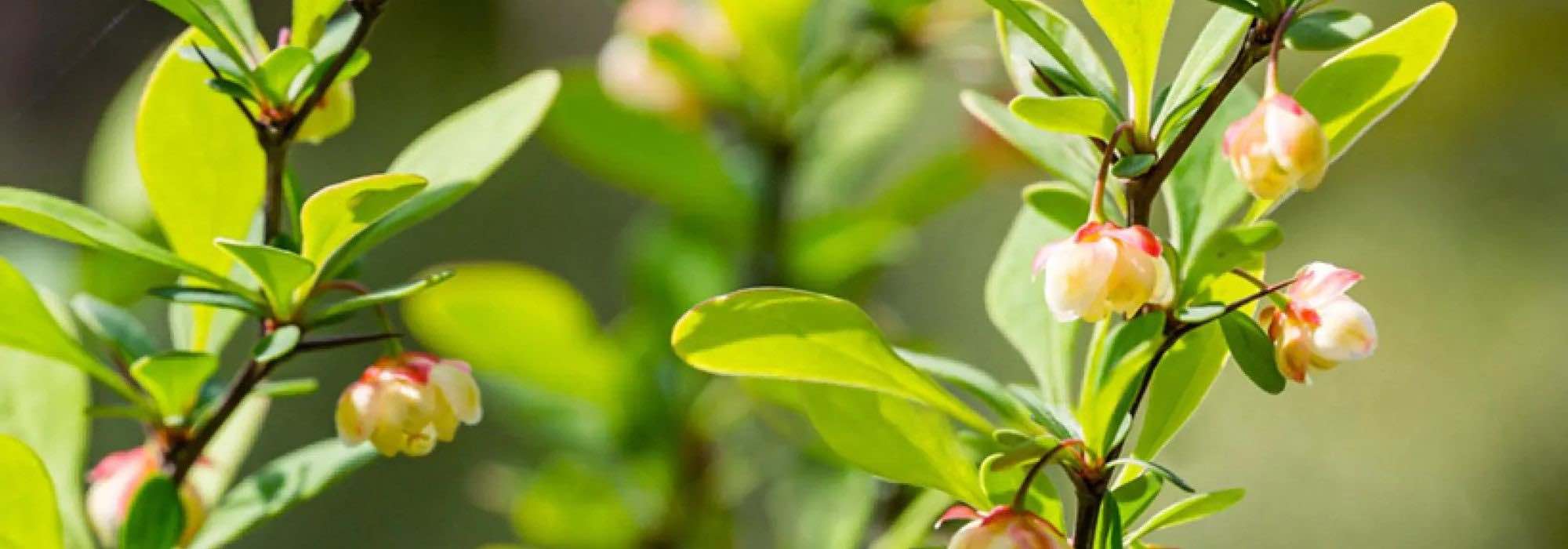 6 Berberis à feuillage vert : des arbustes robustes et décoratifs pour toutes les saisons