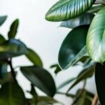 Le Ficus au fil des saisons : découvrez nos conseils pour un entretien réussi