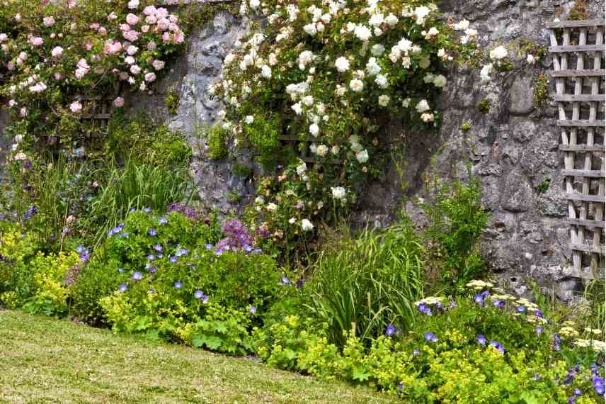 plantes pour pied de mur a l ouest