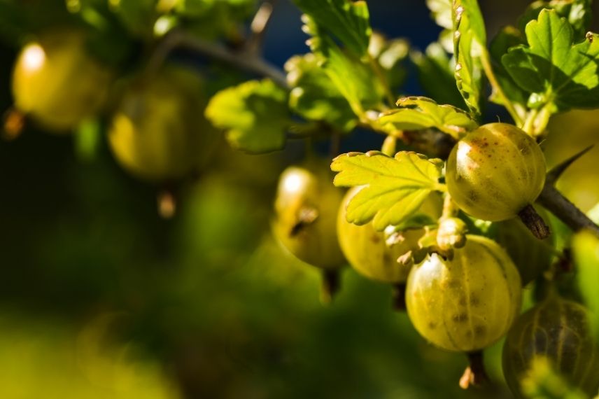 groseillier à maquereau plantation