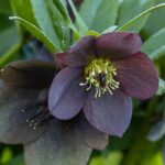 Originales et fascinantes : adoptez les vivaces à fleurs noires