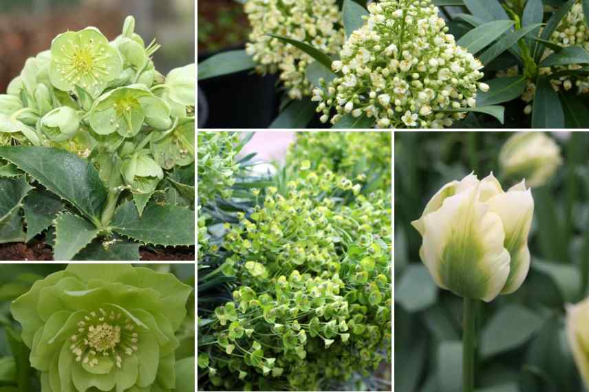 massif monochrome vert hellebores