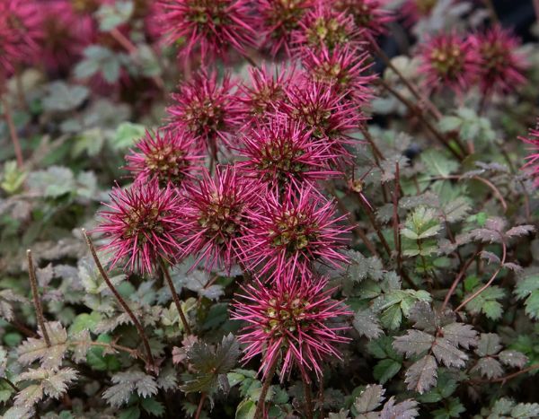 Comment multiplier l’Acaena ou lampourde ?