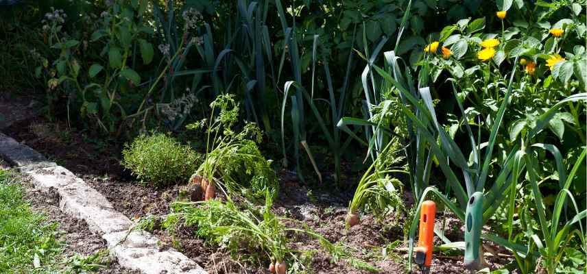 Acrolepiopsis assectella lutte au potager