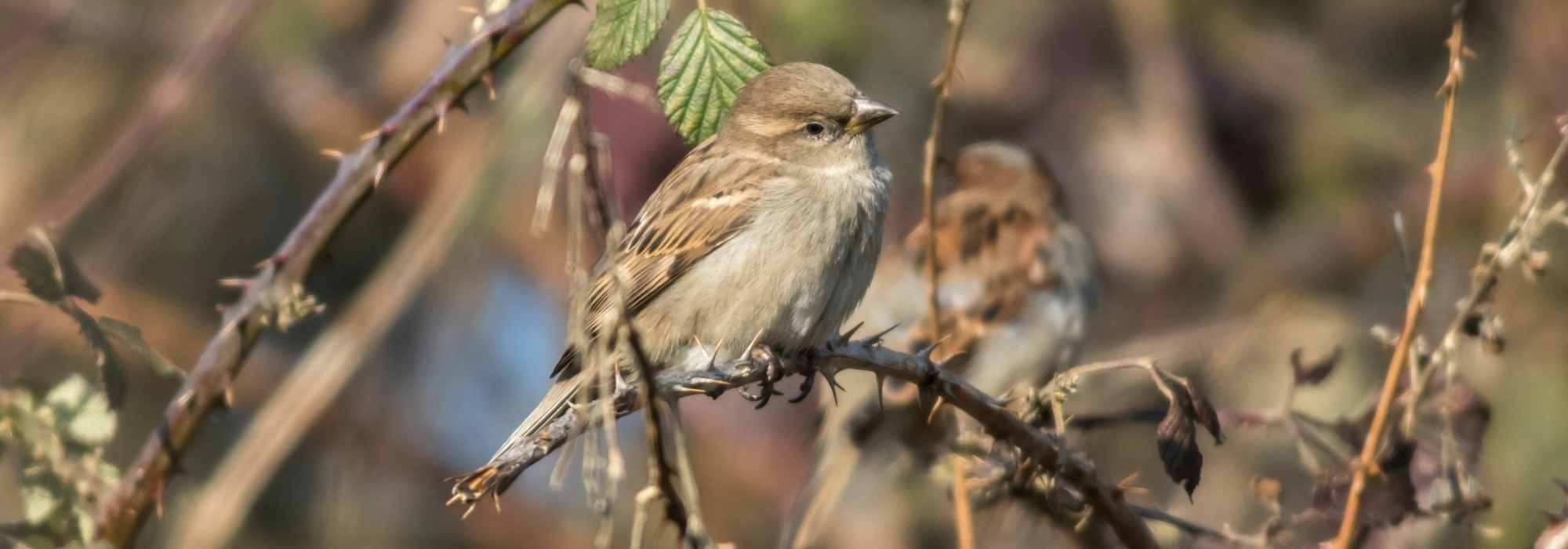 Le moineau domestique : un fléau pour les jardiniers ?