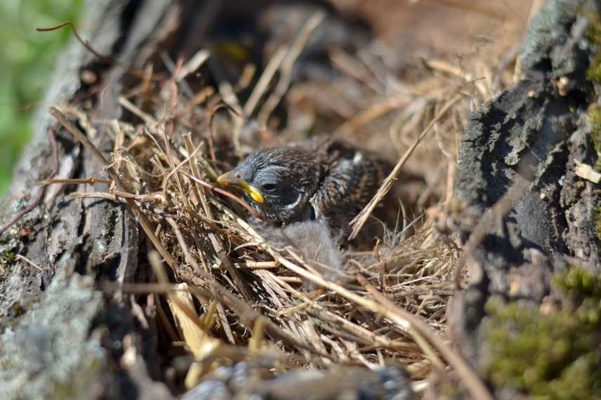 moineau nidification 