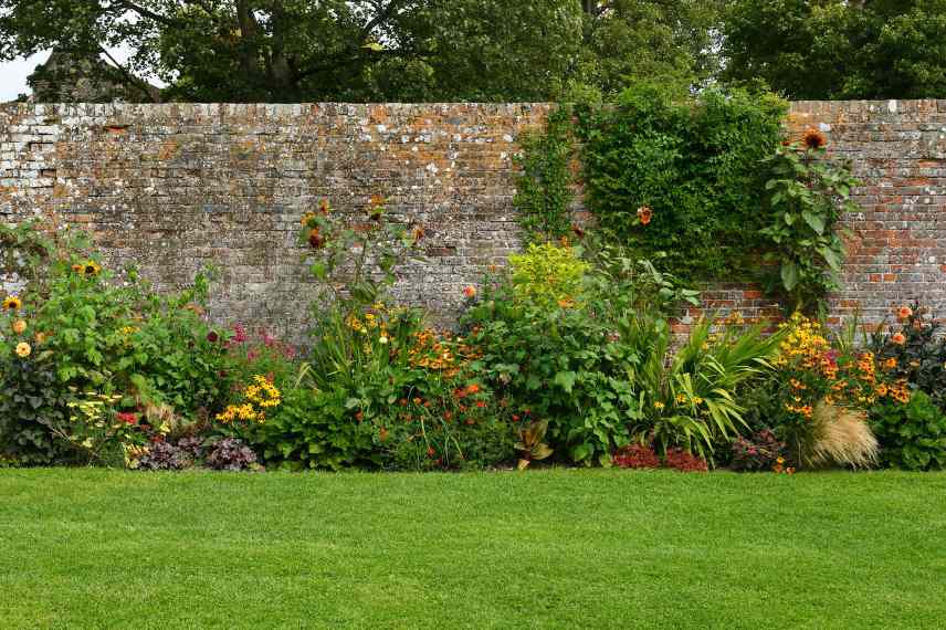 quelles plantes pour mur plein sud