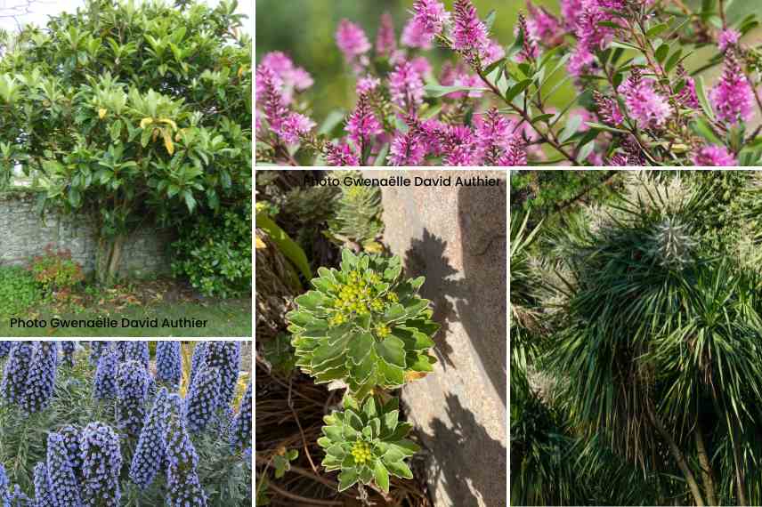vegetaux plantes limite rusticite mur ouest