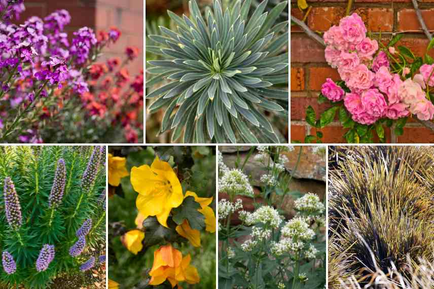 fleurs plantes mur maison plein soleil