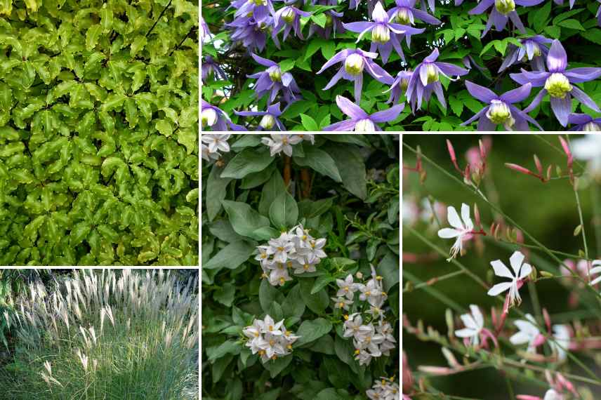 plantes pour mur soleil sud