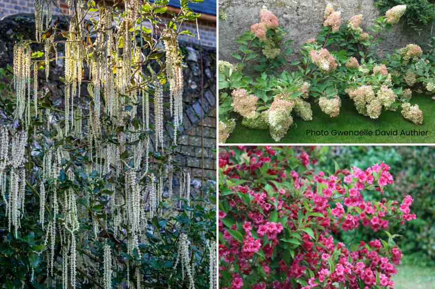 arbustes pour mur exposition ouest