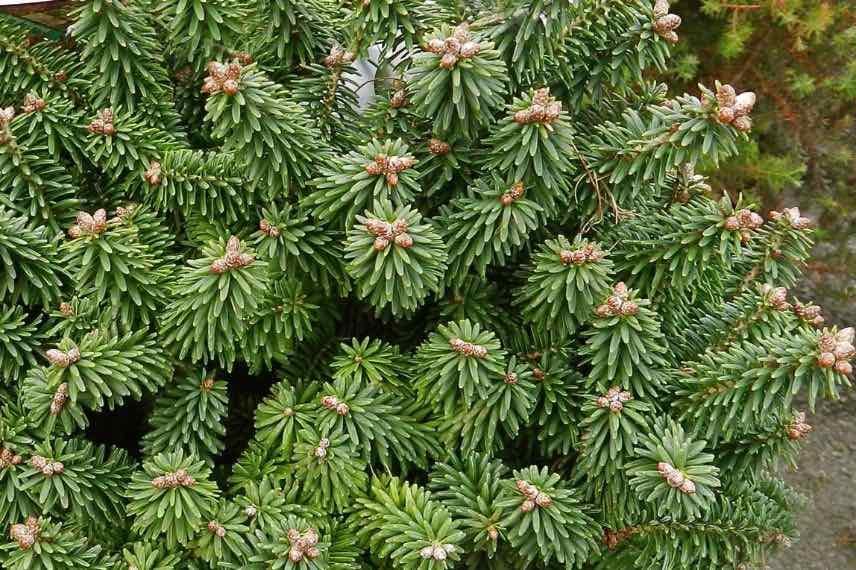 aiguilles de sapin nain