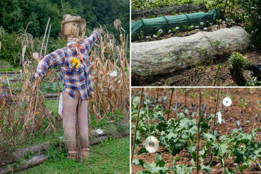 solutions éloigner moineaux