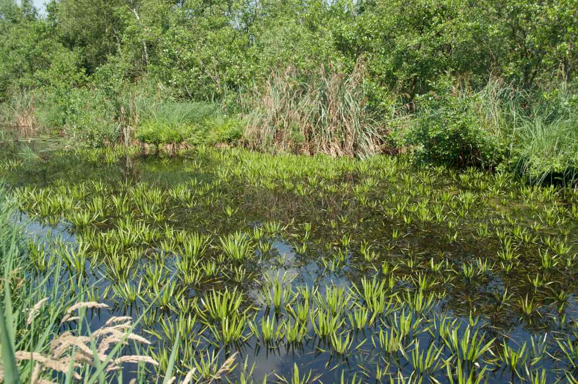 ou planter le stratiotes aloides
