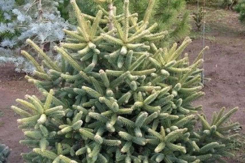 sapin d'Espagne doré