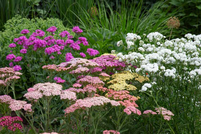 couleurs variees achillees