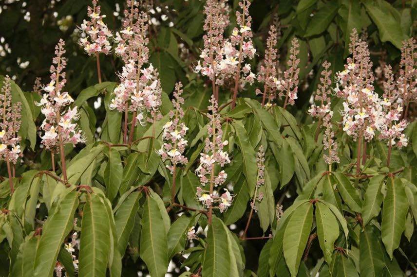 fleurs de marronnier 
