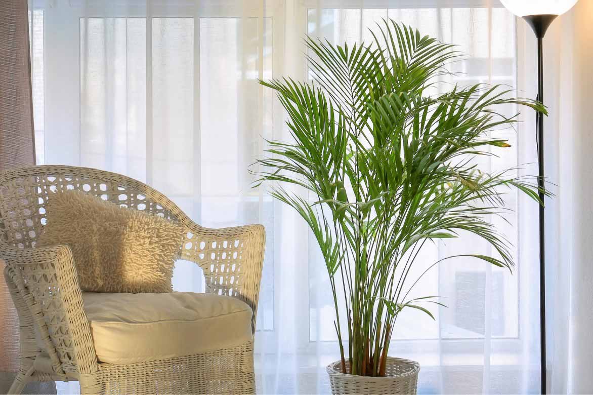 Areca ou Dypsis lutescens cultivé en intérieur