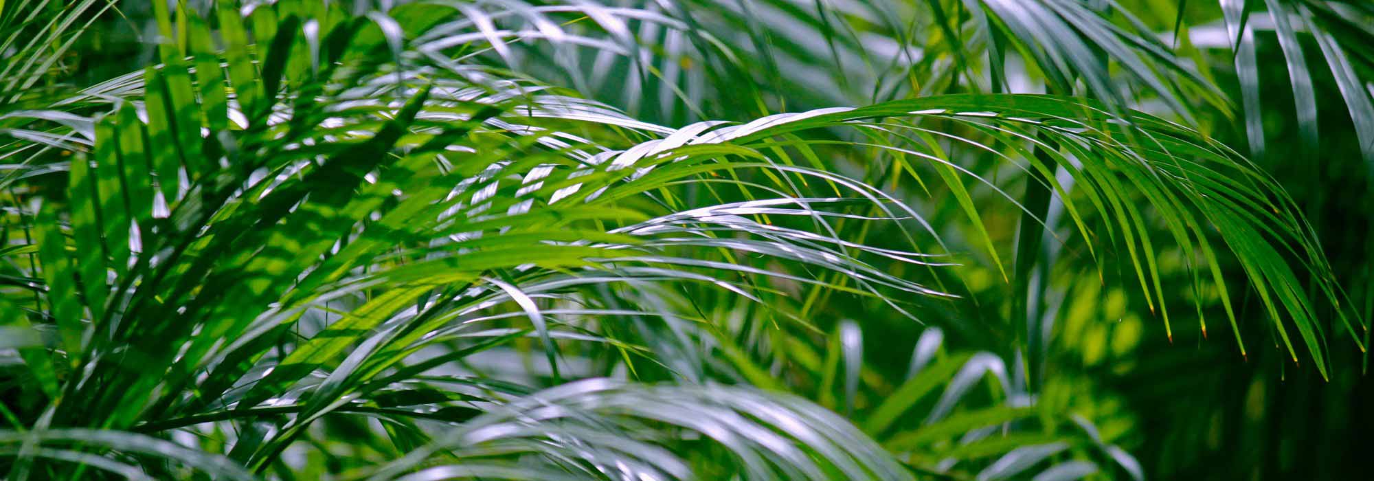 Areca : culture, plantation et entretien du palmier d’intérieur