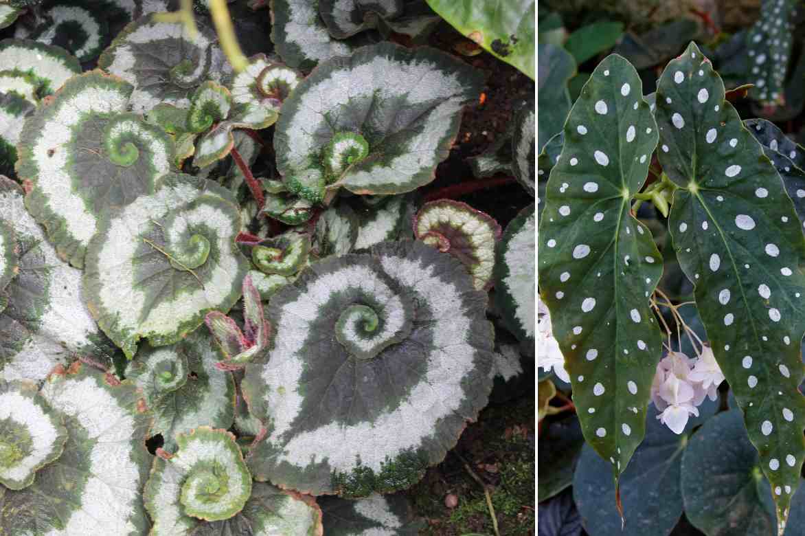 begonias interieur a feuillage