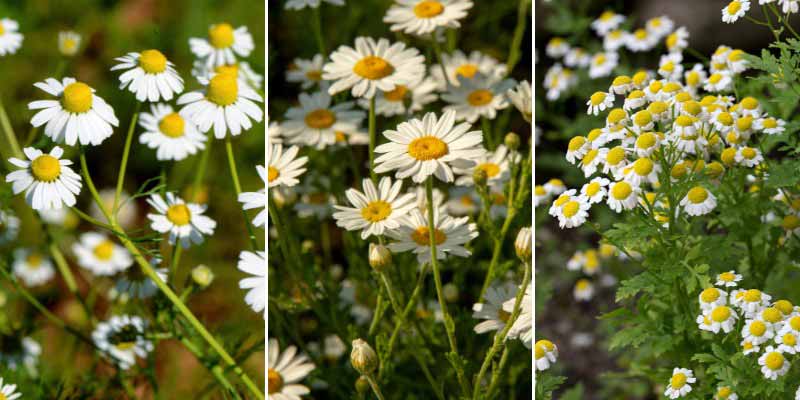Differentes especes de camomille